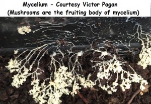 Mycelium (mushrooms are the fruiting body of mycelium) - Courtesy Victor Pagan wm 